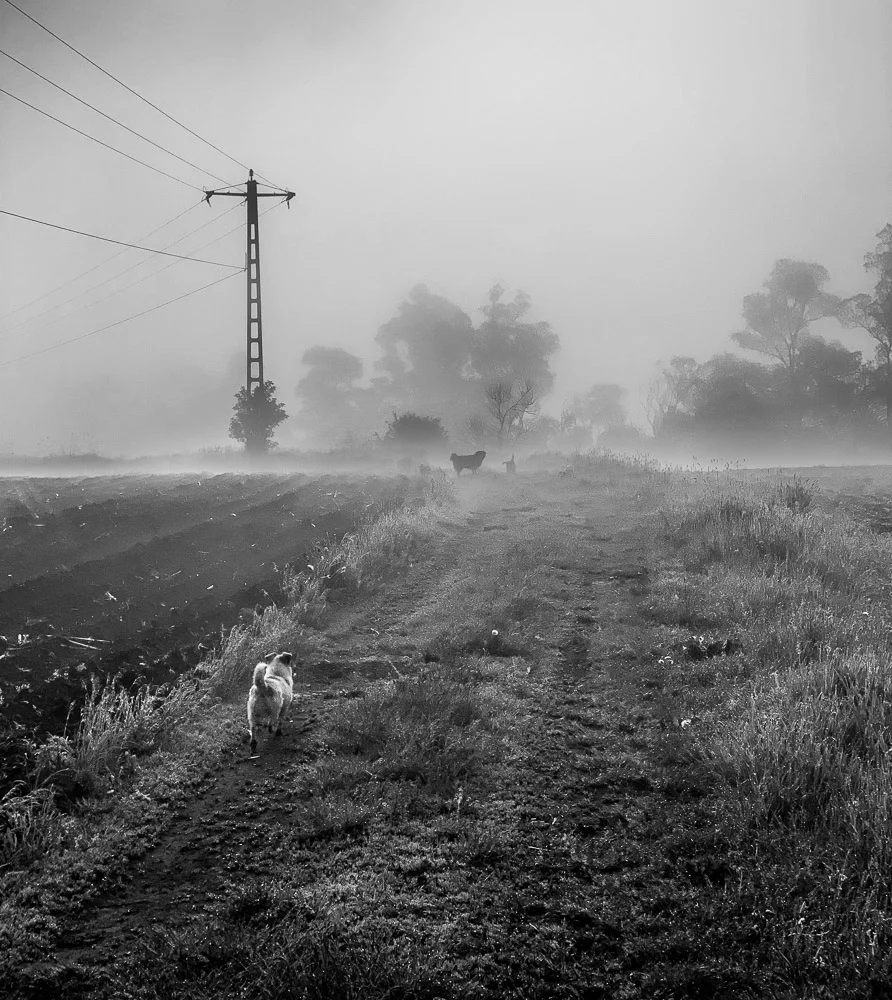 A figure and electricity pole in a misty landscape. Photograph by Adelina Persa.