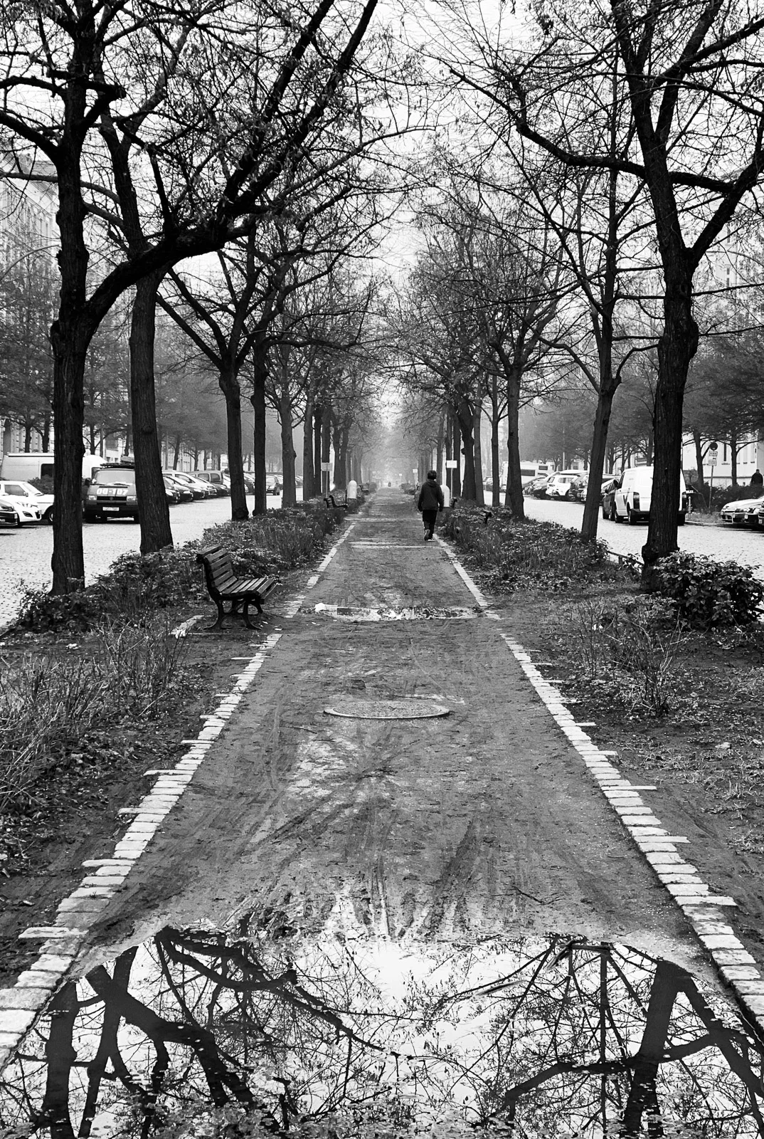 A tree-lined path reflected in a puddle. Photograph by Adelina Persa.